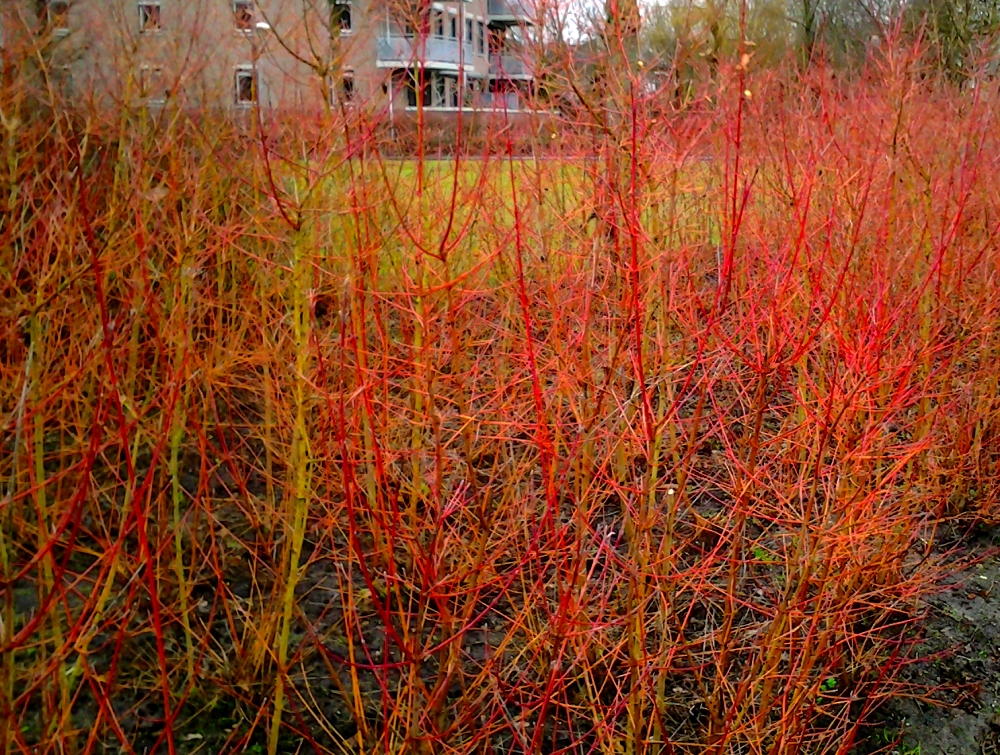 Snoeitips-Cornus-alba-Sibirica-Florera-tunadvies.-pg