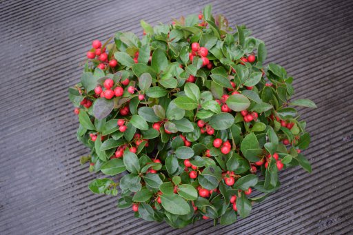 gaultheria-procumbens-gaultheria-procumbens-bergth