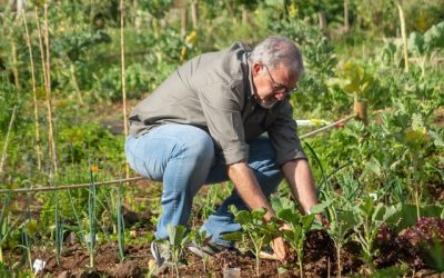 Dit zijn de opties voor een eetbare tuin