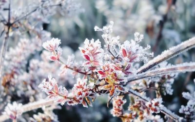 3 tips om uw tuin winterklaar te maken